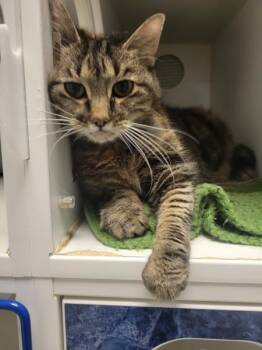 Shoppers -  Domestic Short Hair Cat for Adoption in Winnipeg, Manitoba - Shoppers | PetCurious