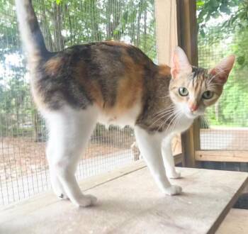 Domestic Short Hair Cats Available for Adoption in Groveland, Massachusetts - Twyla | PetCurious