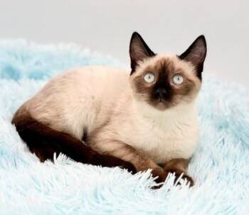 Tassel -  Siamese Cat for Adoption in Covington, Louisiana - Tassel | PetCurious