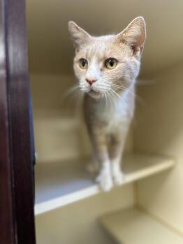 Rescue Domestic Short Hair Cats for Adoption in Myerstown, Pennsylvania - Slim | PetCurious