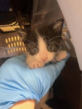 Poe -  Domestic Short Hair Cat for Adoption in Honolulu, Hawaii - Poe | PetCurious