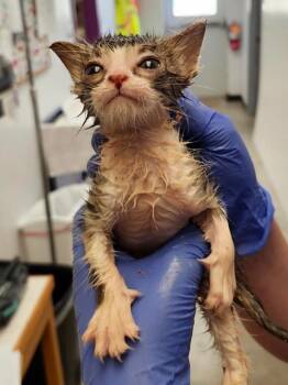 Chatterbox -  Domestic Short Hair Cat for Adoption in Lockhart, Texas - Chatterbox | PetCurious