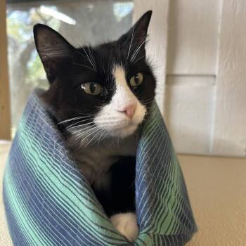 Domestic Medium Hair Cats Available for Adoption - Simon (formerly Kelso) | PetCurious