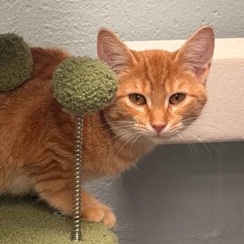 Greez -  Domestic Short Hair Cat for Adoption in Walker, Michigan - Greez | PetCurious