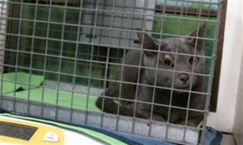 A2093643 -  Russian Blue and Domestic Short Hair Cat for Adoption in Houston, Texas - A2093643 | PetCurious