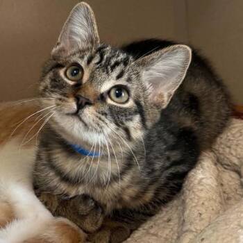 Junior 260613 -  Domestic Short Hair Cat for Adoption in Gladstone, Michigan - Junior 260613 | PetCurious