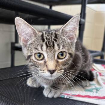 French Fry -  Domestic Short Hair Cat for Adoption in Gloucester, Virginia - French Fry | PetCurious