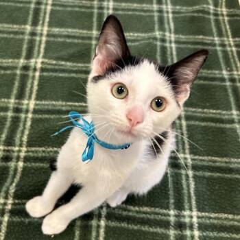 Melon -  Domestic Short Hair Cat for Adoption in Birmingham, Alabama - Melon | PetCurious
