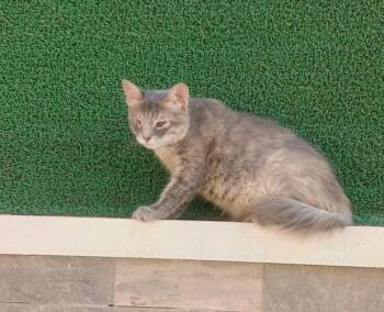 Rescue Egyptian Mau and Manx Cats for Adoption in Brampton, Ontario - KittyB | PetCurious