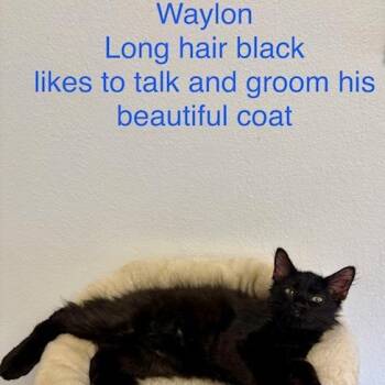 Waylon -  Domestic Long Hair Cat for Adoption in Webster, Texas - Waylon | PetCurious