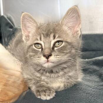 Valentino -  Domestic Short Hair Cat for Adoption in Palm Springs, California - Valentino | PetCurious