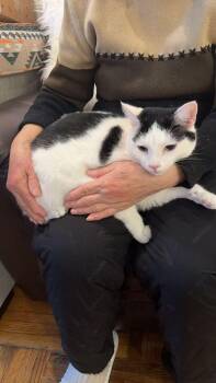 Tuxedo and Domestic Short Hair Cats Available for Adoption - Yian Yian | PetCurious