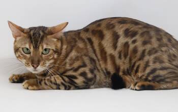 Ariel and Eric - our Disney exotic duo - so sweet - FOSTER TO AD -  Bengal Cat for Adoption in Bedford Hills, New York - Ariel And Eric - Our Disney Exotic Duo - So Sweet - FOSTER TO AD | PetCurious