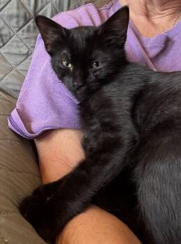 Ghostie -  Domestic Short Hair Cat for Adoption in Topeka, Kansas - Ghostie | PetCurious