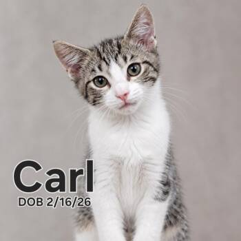 Domestic Short Hair Cats Available for Adoption in Quincy, Ohio - Carl Grimes | PetCurious