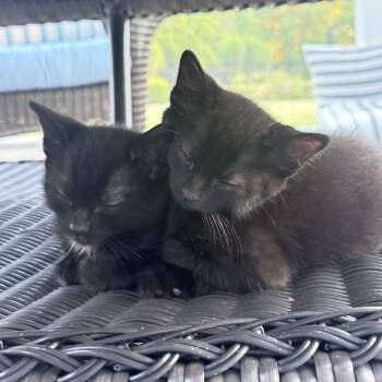 Digit & Ollie -  Domestic Short Hair Cat for Adoption in Bridgeport, Connecticut - Digit & Ollie | PetCurious
