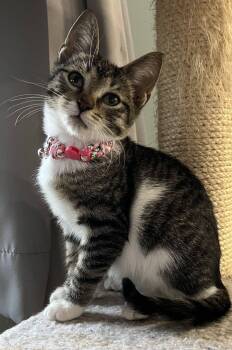 Sphinx -  American Shorthair Cat for Adoption in Rochester, New York - Sphinx | PetCurious