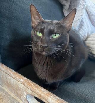 Oriental Short Hair Cats Available for Adoption - Coco | PetCurious