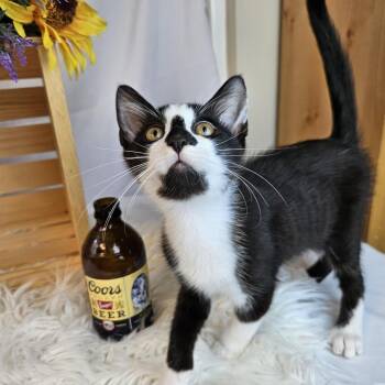 Rip -  Domestic Short Hair Cat for Adoption in Charlottesville, Virginia - Rip | PetCurious