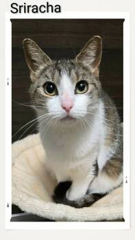 Sriracha -  Domestic Short Hair Cat for Adoption in Caistor Centre, Ontario - Sriracha | PetCurious