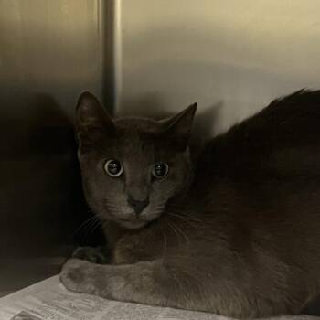 Purrloin -  Domestic Short Hair Cat for Adoption in Galveston, Texas - Purrloin | PetCurious