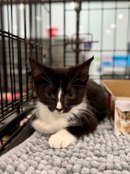 Domestic Short Hair Cats Available for Adoption in Augusta, Georgia - Beemo | PetCurious