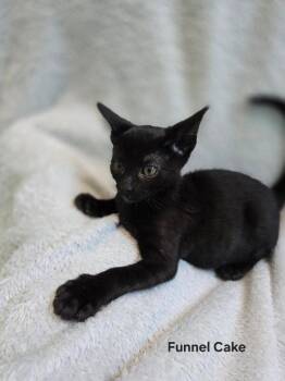 Funnel Cake -  Domestic Medium Hair Cat for Adoption in Fort Collins, Colorado - Funnel Cake | PetCurious