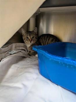 Athene -  Domestic Short Hair Cat for Adoption in Montreal, Quebec - Athene | PetCurious