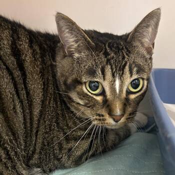 Ember -  Domestic Short Hair Cat for Adoption in Saint Joseph, Missouri - Ember | PetCurious