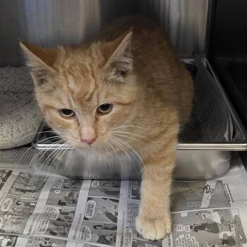 Domestic Short Hair Cats Available for Adoption in Leavenworth, Kansas - 26-0105 "Pickles" | PetCurious