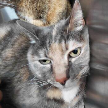 Sandy -  Domestic Short Hair Cat for Adoption in Philadelphia, Pennsylvania - Sandy | PetCurious