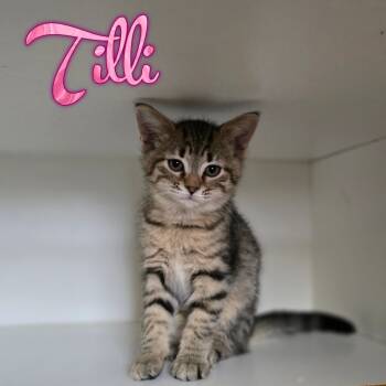 Rescue Domestic Short Hair Cats for Adoption in Hillsboro, Ohio - Tilli | PetCurious