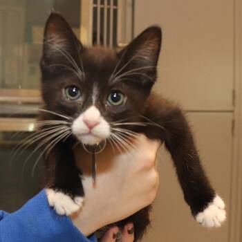 Domestic Short Hair Cats Available for Adoption in Port Washington, New York - Mango | PetCurious