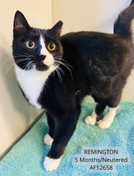 Domestic Short Hair Cats Available for Adoption - Remington | PetCurious