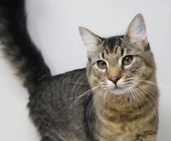 Maine Coon and Tabby Cats Available for Adoption in Bedford Hills, New York - Doofus What A Dorky Doofy Sweetie!  He Is Incredible!! | PetCurious