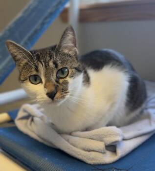 Evie -  Domestic Short Hair Cat for Adoption in Bemidji, Minnesota - Evie | PetCurious