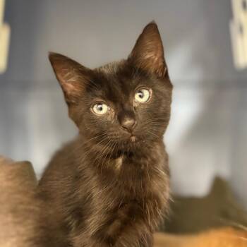 Tweet -  Domestic Short Hair Cat for Adoption in Sarasota, Florida - Tweet | PetCurious