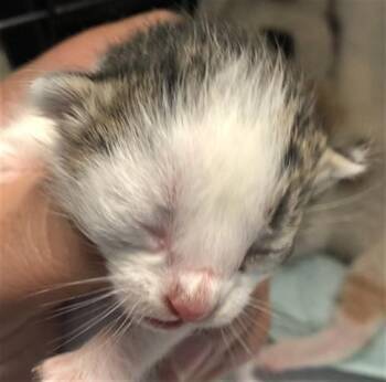 Domestic Short Hair Cats Available for Adoption in Houston, Texas - A655736 | PetCurious