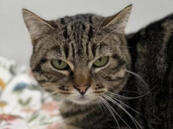 Domestic Short Hair Cats Available for Adoption - Eden | PetCurious