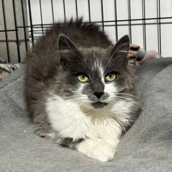 Domestic Medium Hair Cats Available for Adoption in Brentwood, New Hampshire - Giada | PetCurious