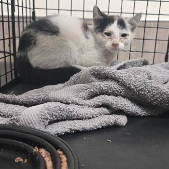Aloe -  Domestic Short Hair Cat for Adoption in Pasadena, California - Aloe | PetCurious
