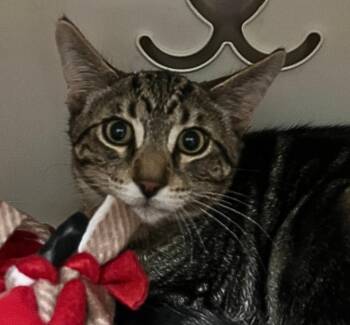 Cricket -  Domestic Medium Hair Cat for Adoption - Cricket | PetCurious