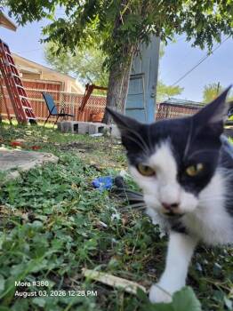 NATUSHA -  Domestic Short Hair Cat for Adoption in San Antonio, Texas - NATUSHA | PetCurious