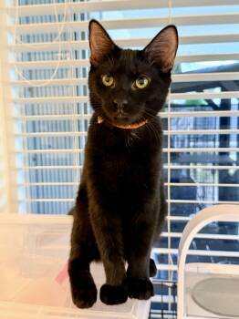Tino Tumble -  Domestic Short Hair and Bombay Cat Available for Adoption in Homestead, Florida - Tino Tumble | PetCurious