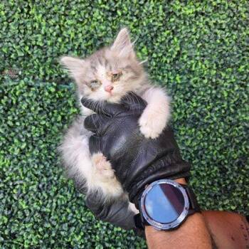 Domestic Long Hair Cats Available for Adoption in El Paso, Texas - Peach | PetCurious