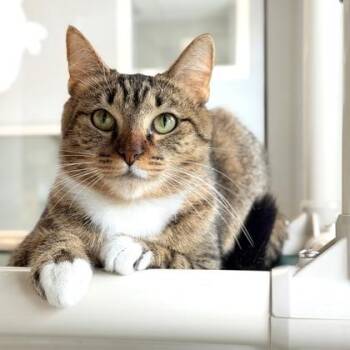 Cece -  Domestic Short Hair Cat for Adoption in Atlanta, Georgia - Cece | PetCurious