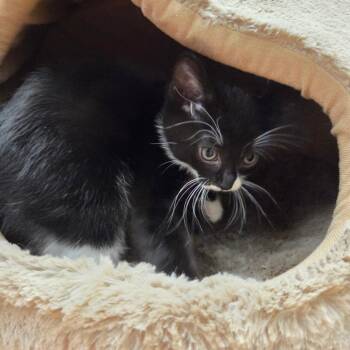 Croc -  Domestic Short Hair Cat for Adoption in Spokane, Washington - Croc | PetCurious