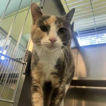 Squash -  Domestic Short Hair Cat for Adoption in Dayton, Ohio - Squash | PetCurious