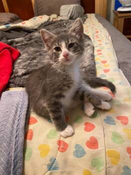 Hillary Flammond (FeLV+) -  Domestic Short Hair Cat for Adoption in Minneapolis, Minnesota - Hillary Flammond (FeLV+) | PetCurious