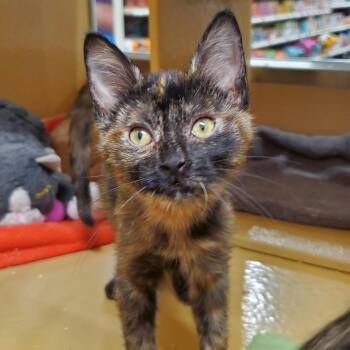 Allison -  Domestic Short Hair Cat for Adoption in Hemet, California - Allison | PetCurious